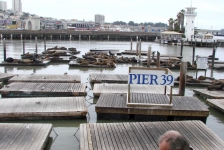 Pier 39